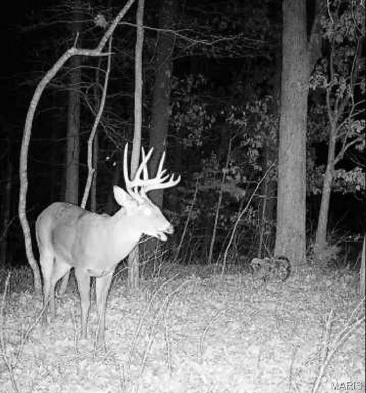 Photo of 25847 Pendleton Forest Road