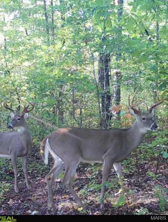 Photo of 25847 Pendleton Forest Road