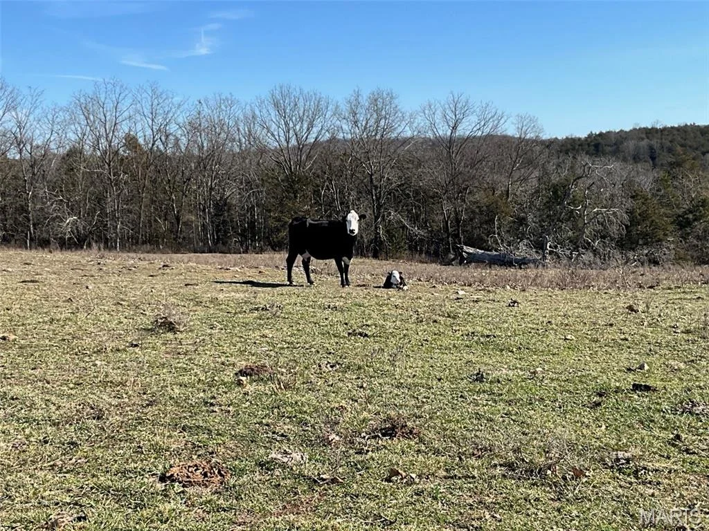 Photo of 594 County Road 873