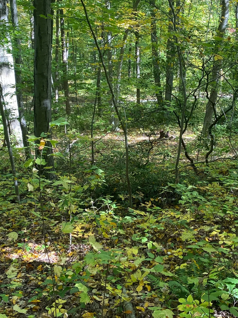 Photo of Lot 5 Bethany Mountain Road