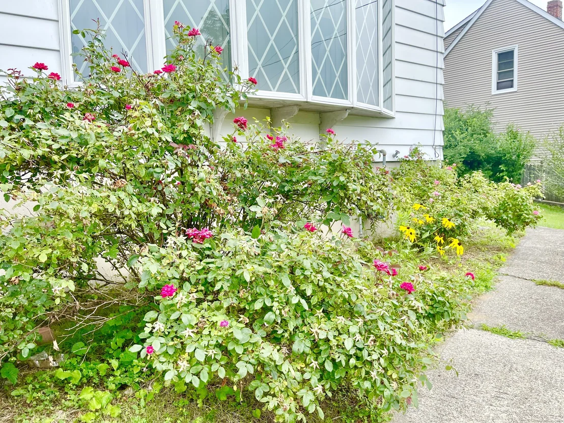 Photo of 25 Marshall Avenue