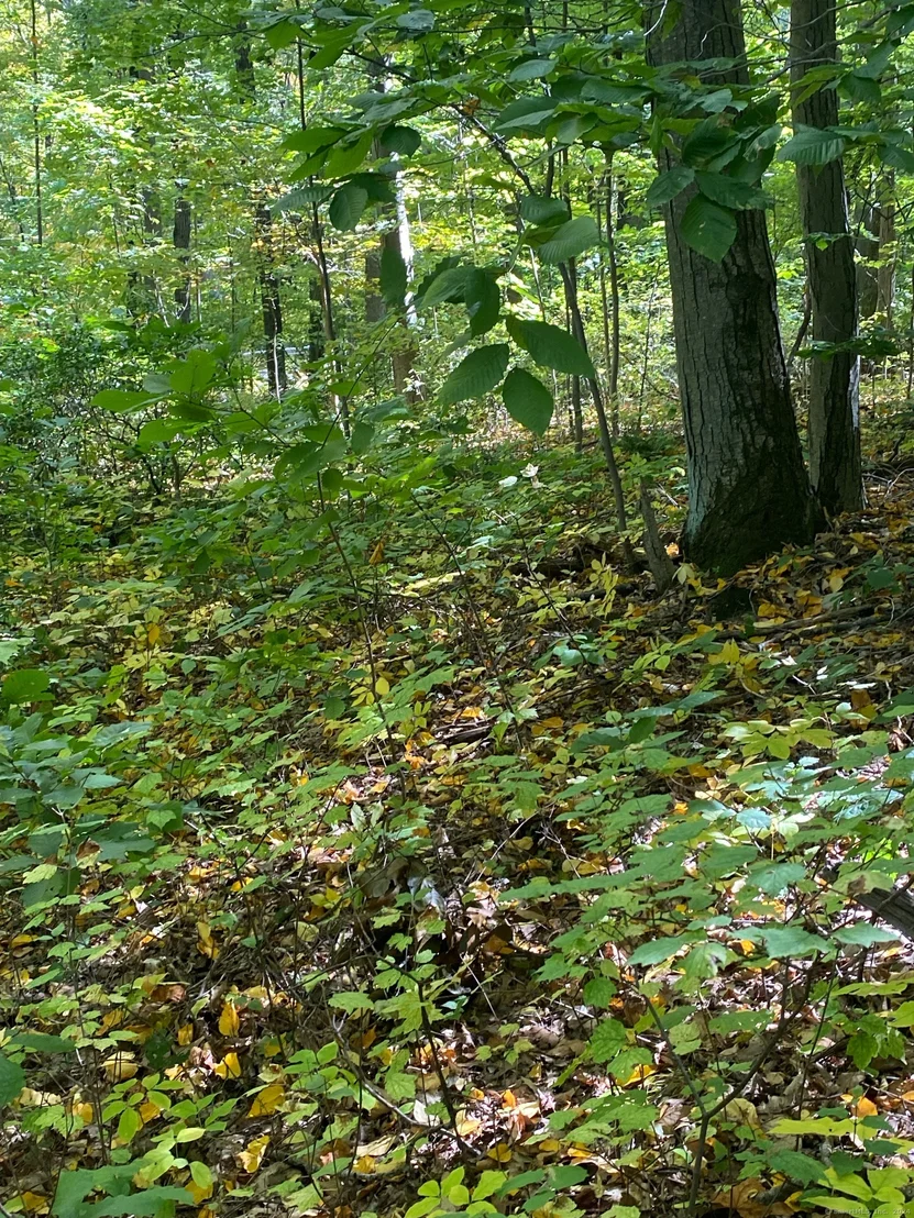 Photo of Lot 5 Bethany Mountain Road
