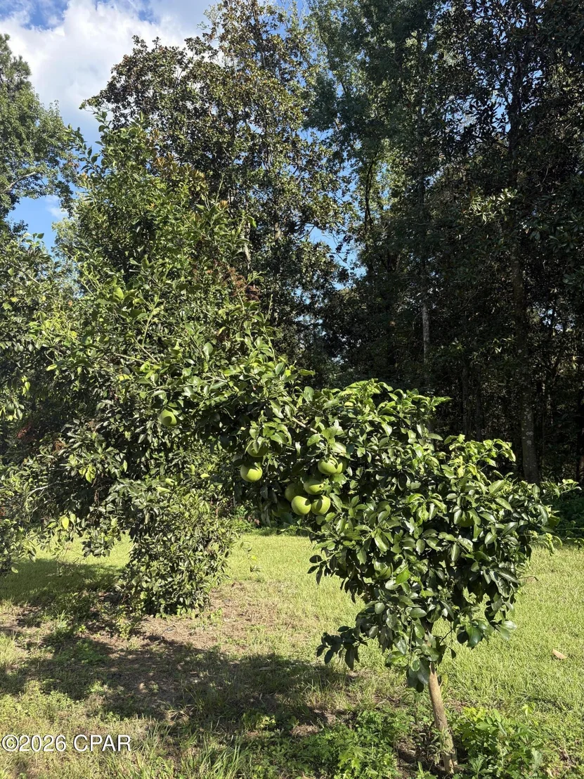 Photo of 240 Mockingbird Lane
