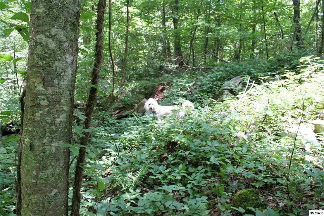 Photo of 0 Off Collier Loop