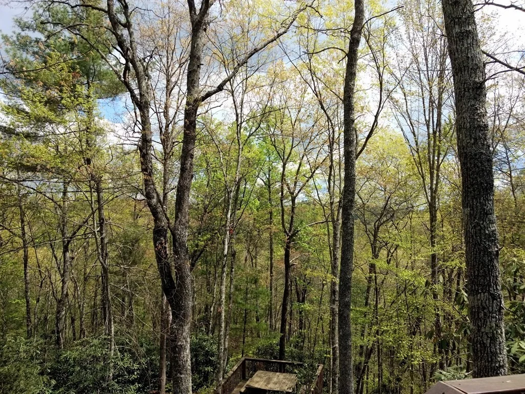Photo of 4230 Chamberlain Lane