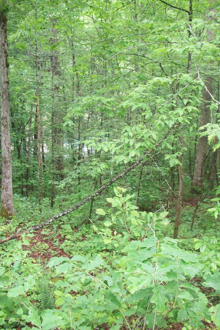 Photo of 437 Chetola Tr