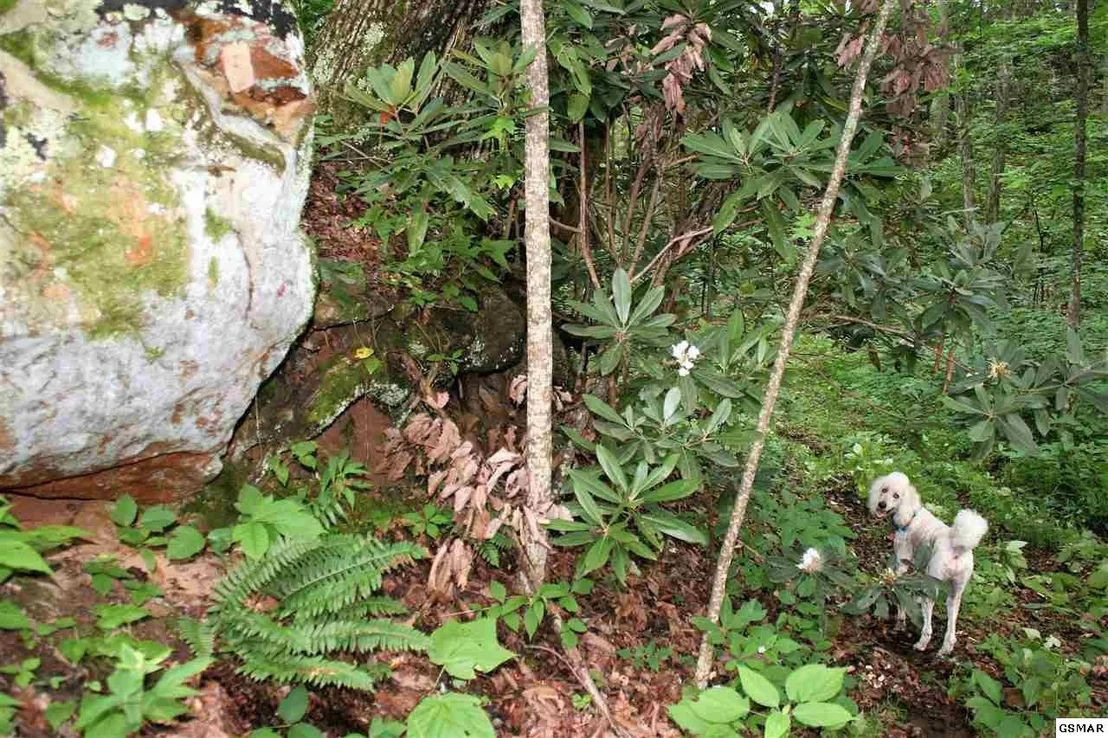 Photo of 0 Off Collier Loop