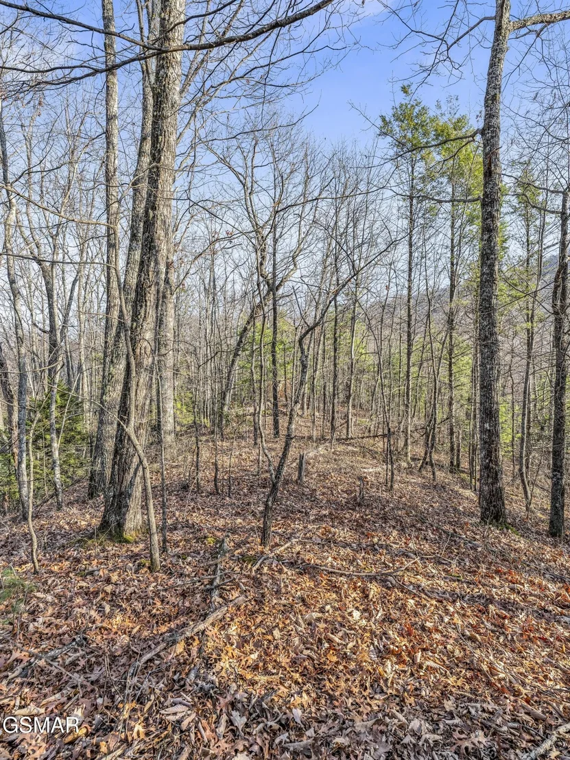 Photo of 3519 Forest Trails Drive
