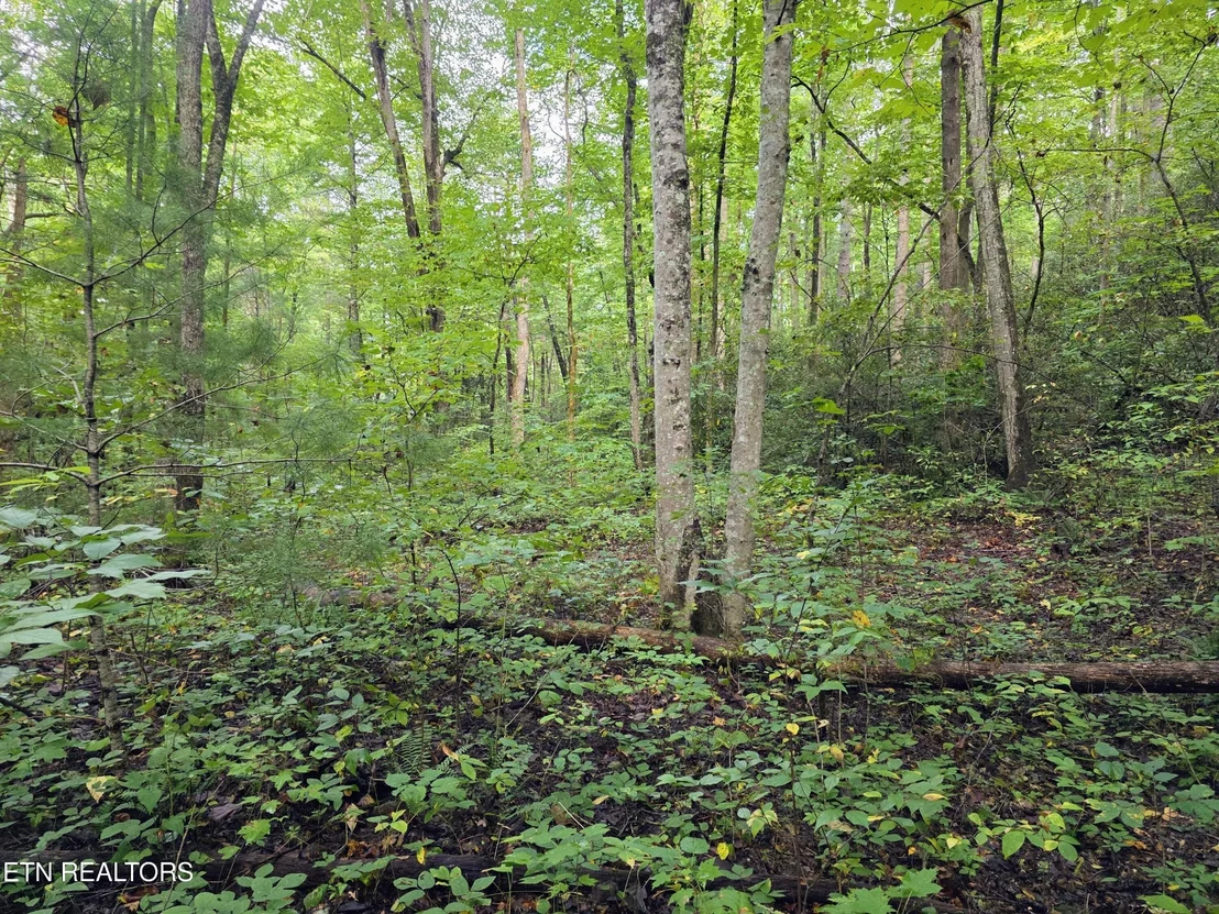 Photo of 165 Lail Lane