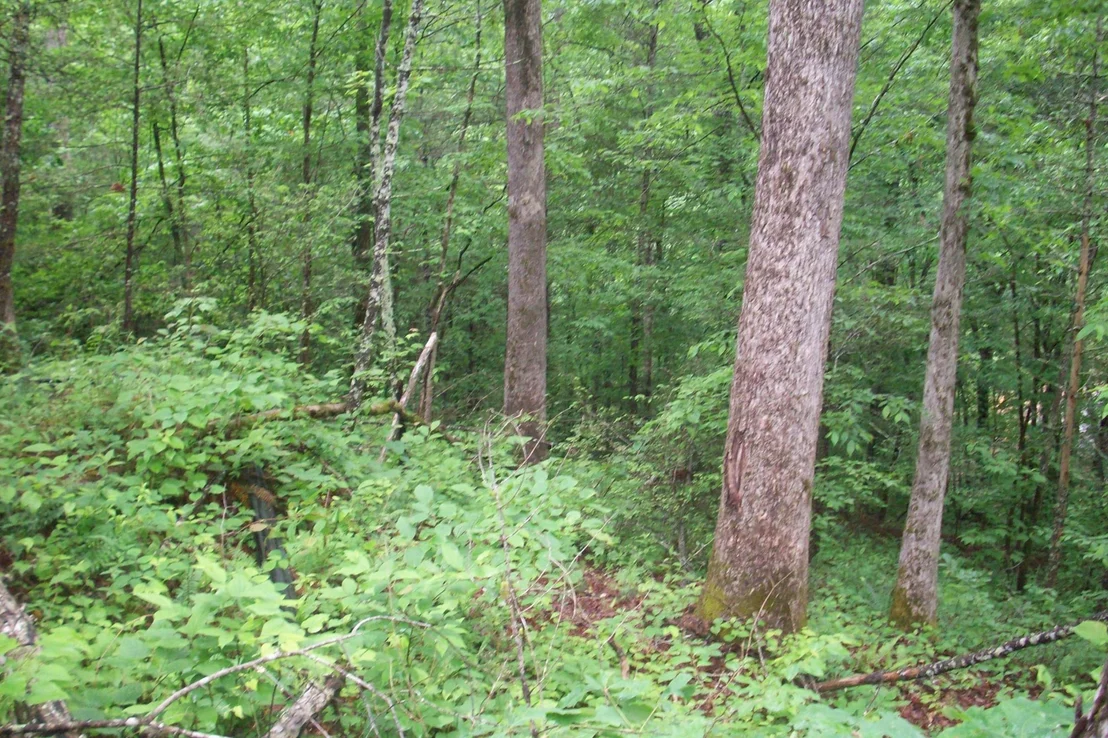 Photo of 437 Chetola Tr