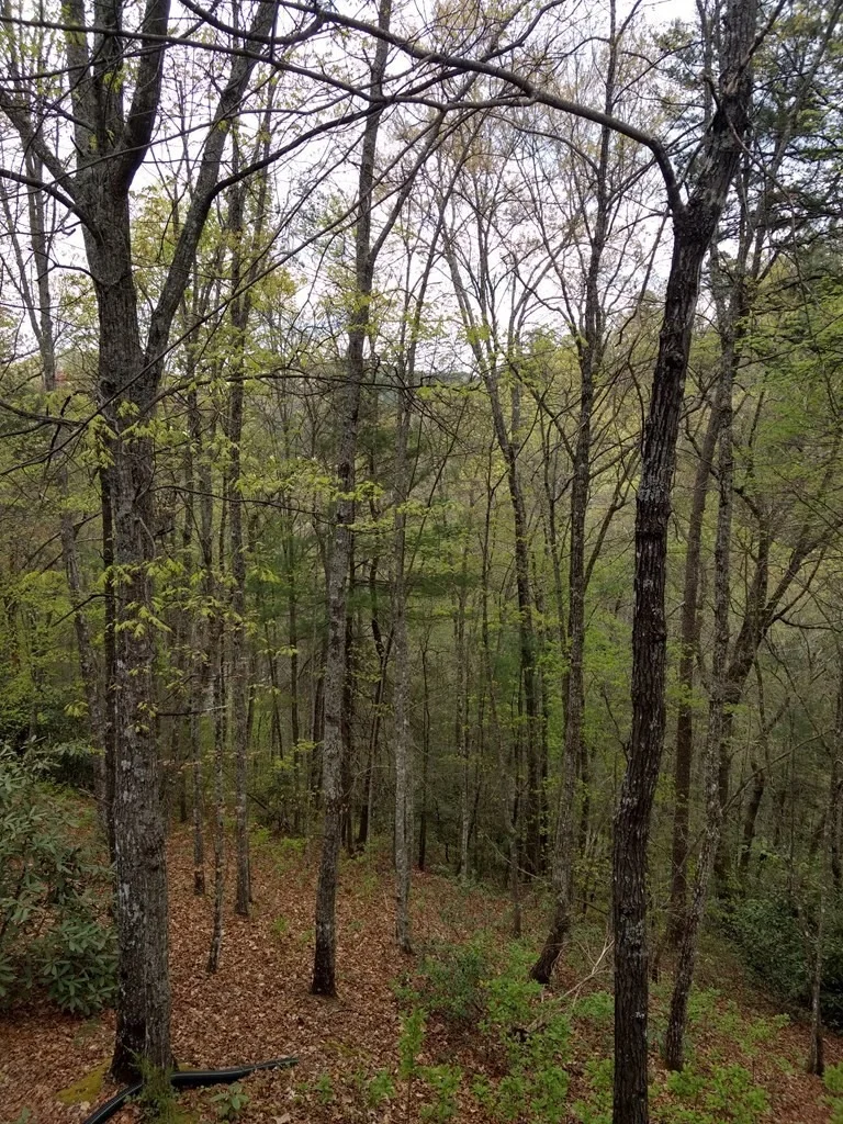 Photo of 4230 Chamberlain Lane