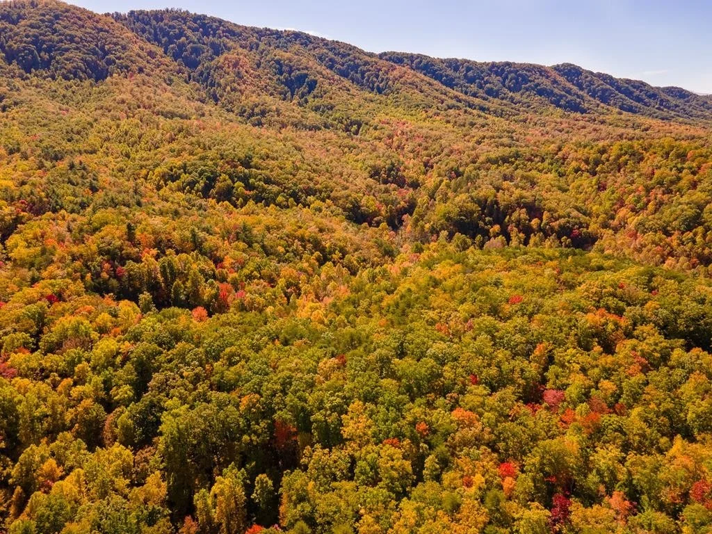 Photo of 3950 Forest Trail Drive