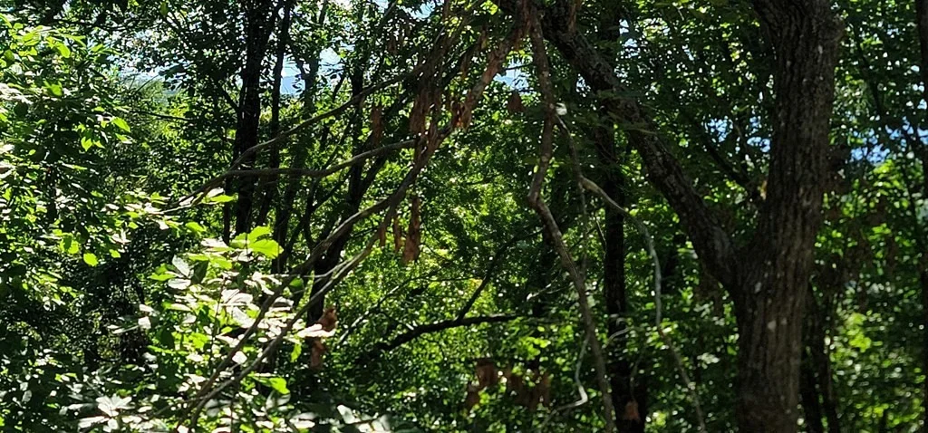 Photo of 922 Ski View Lane
