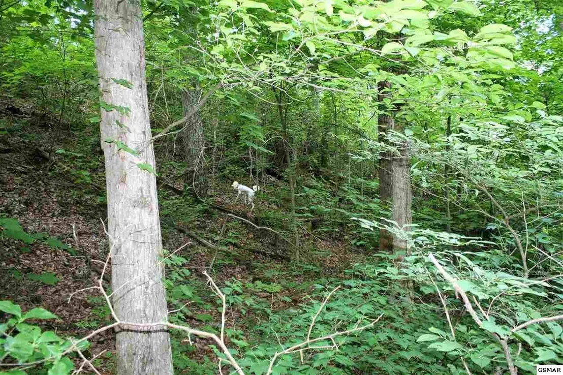 Photo of 0 Off Collier Loop