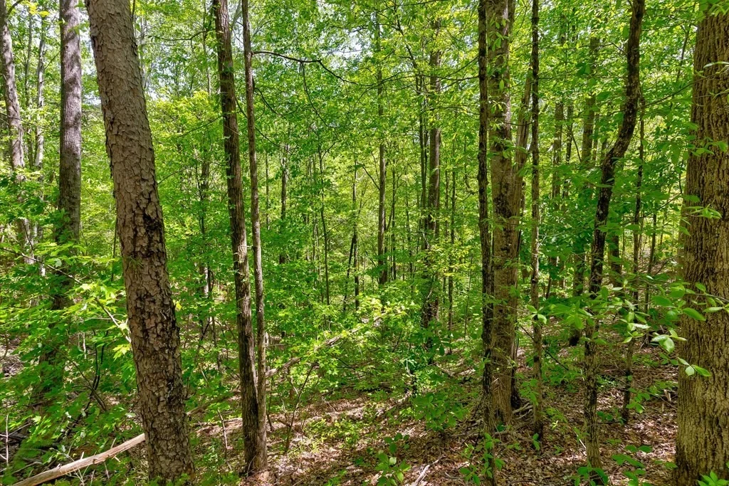 Photo of 1130 Ski View Lane