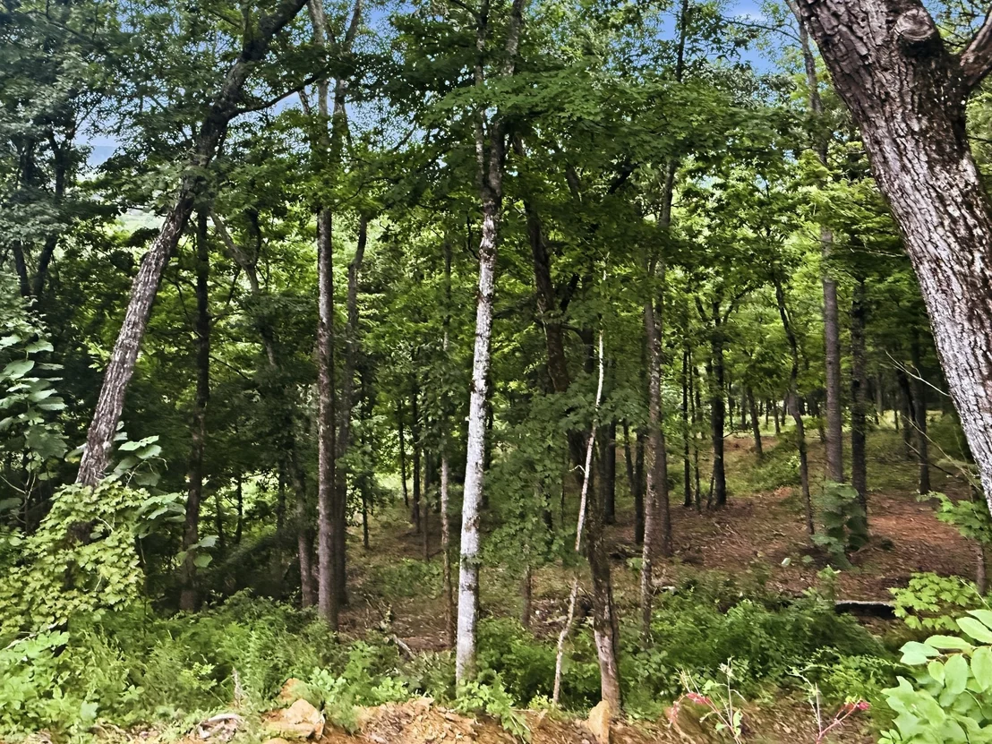 Photo of 103 Ridgeline Trl