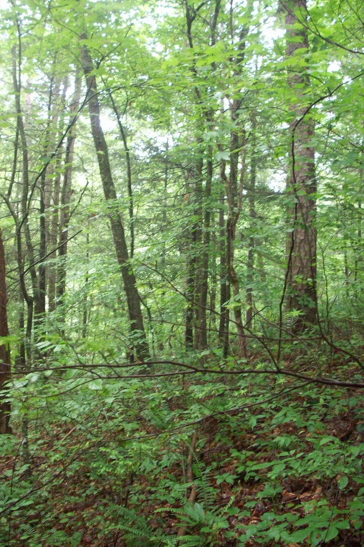 Photo of 429 Chetola Tr