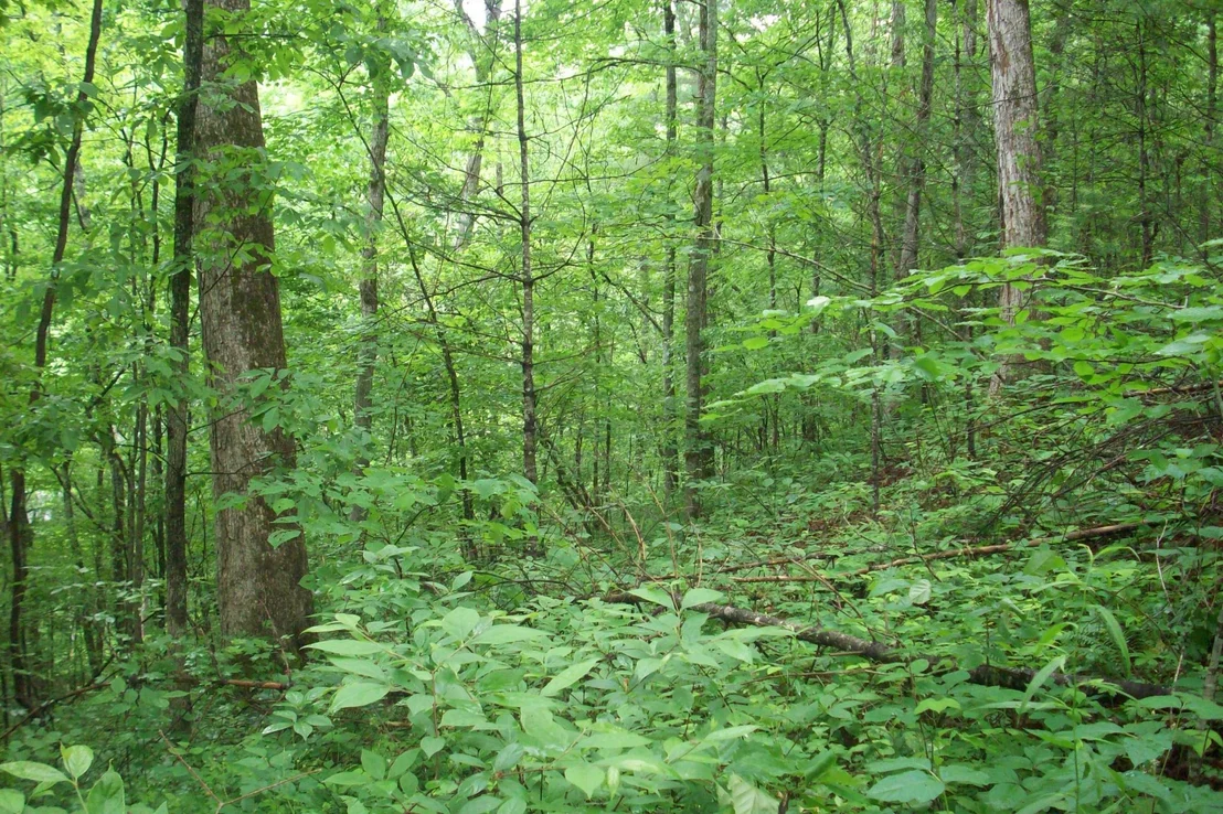 Photo of 445 Chetola Tr