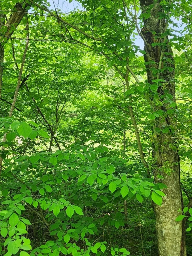 Photo of 16 Red Bud Lane