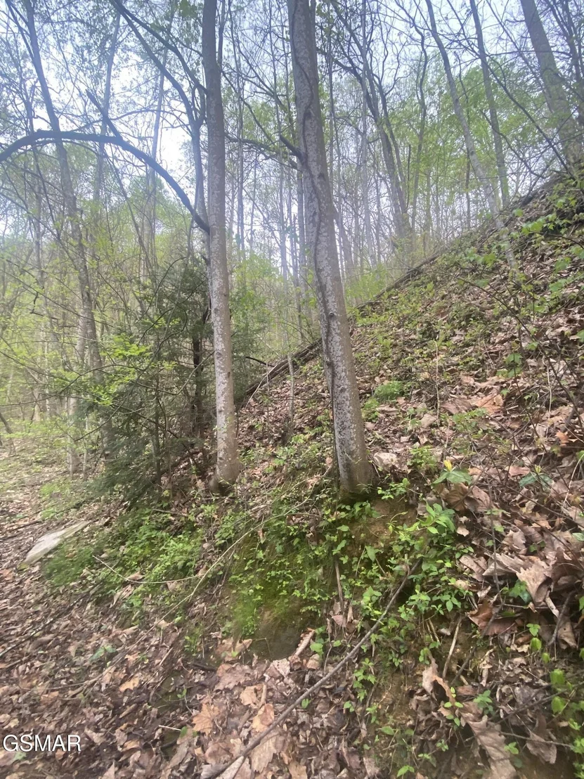 Photo of 2744 Black Walnut Flats Road
