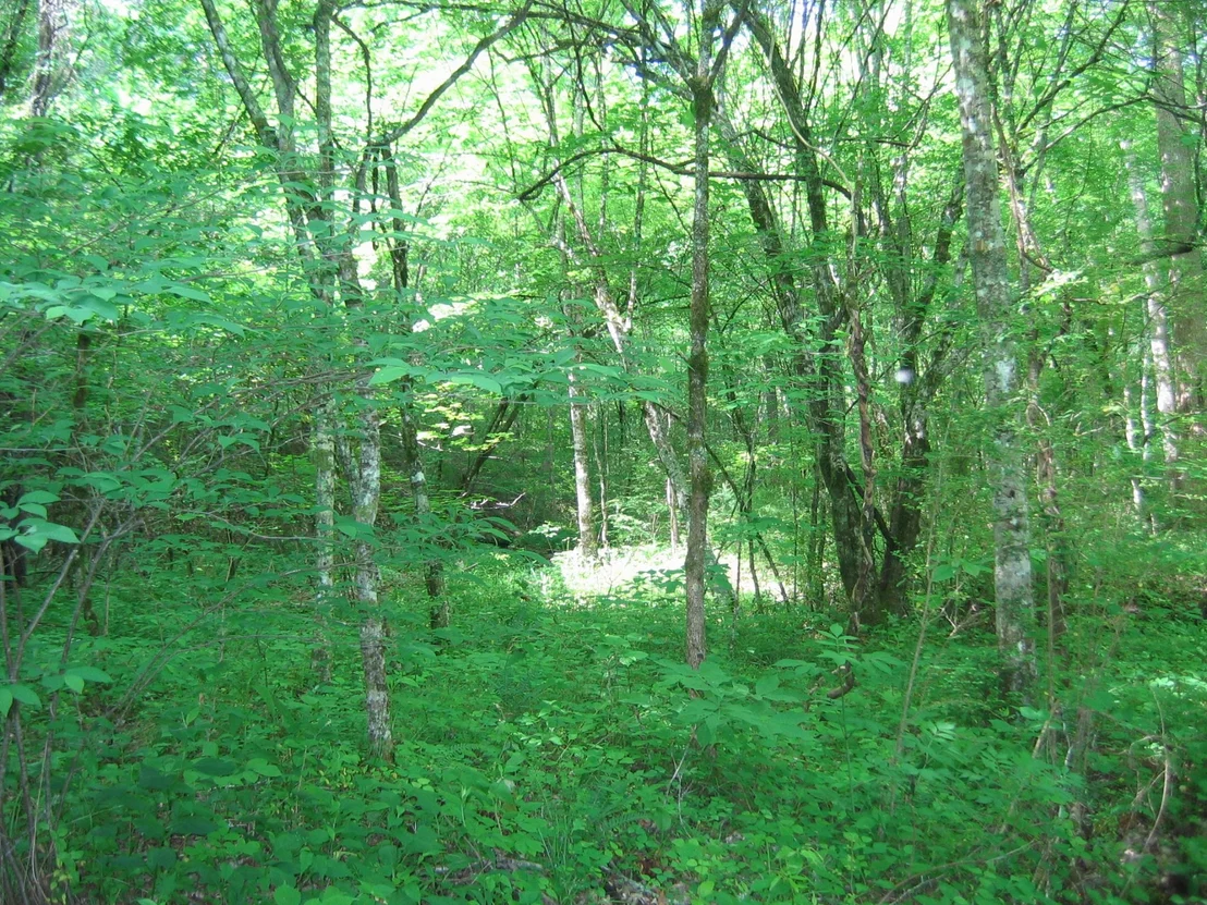 Photo of 731 Tanasi Tr
