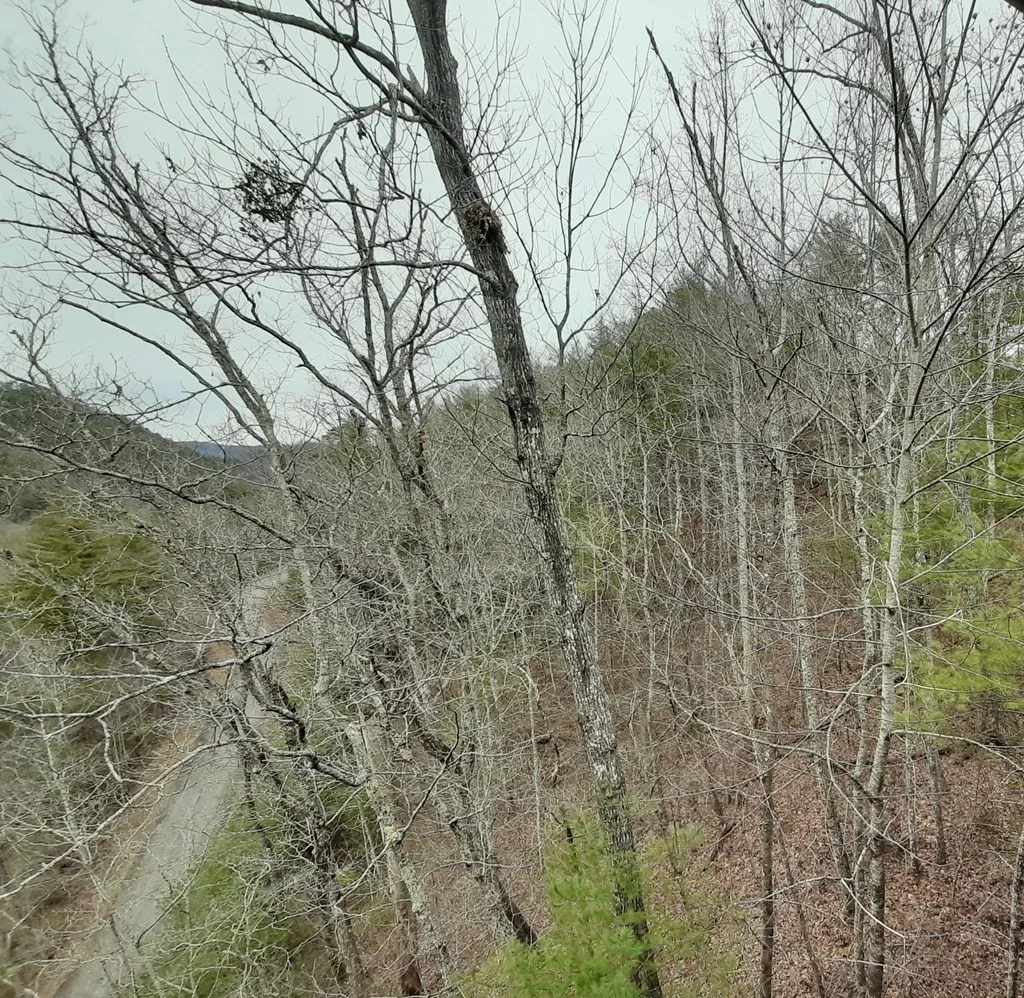 Photo of 834 Tanasi Trail