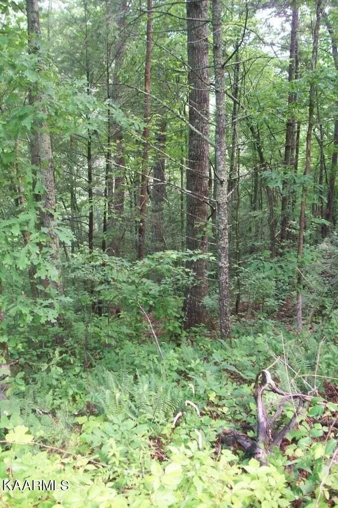Photo of 491 Chetola Trail