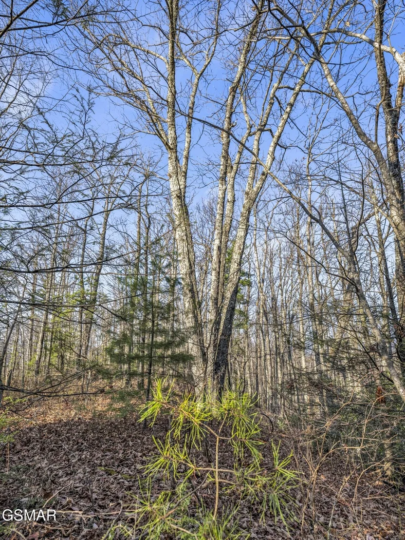 Photo of 3519 Forest Trails Drive