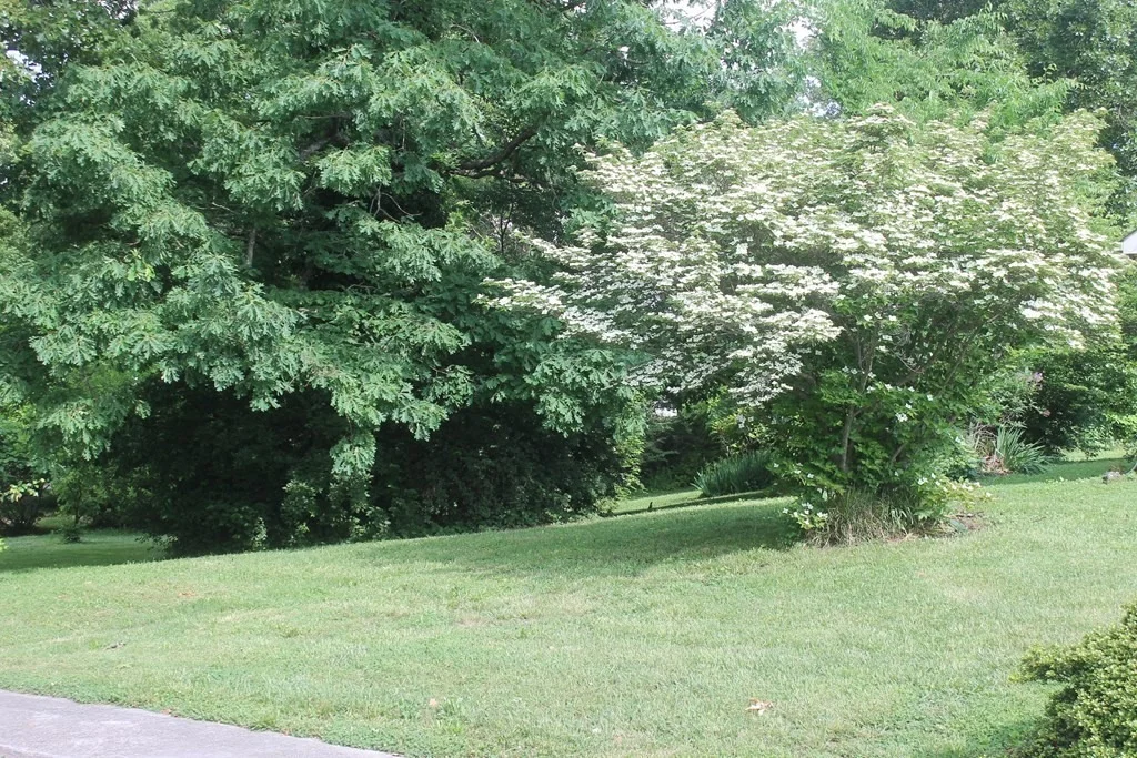 Photo of 155 Oakleaf Circle