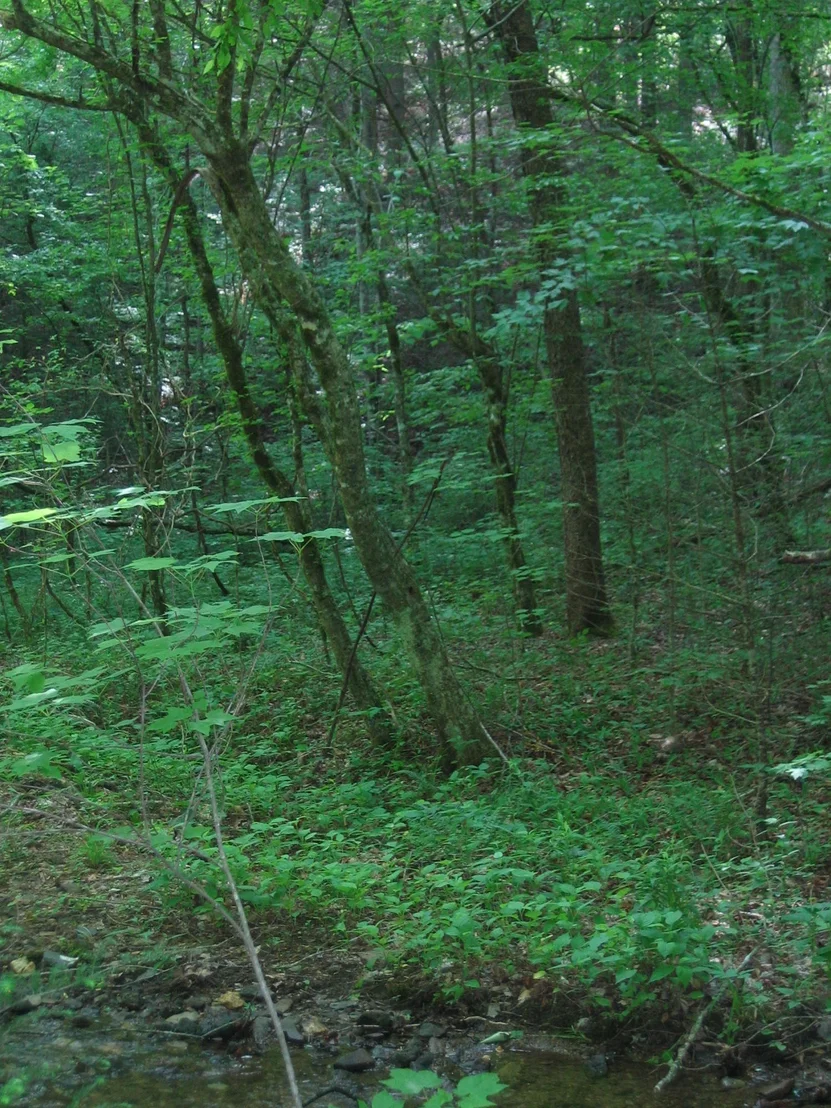 Photo of 731 Tanasi Tr