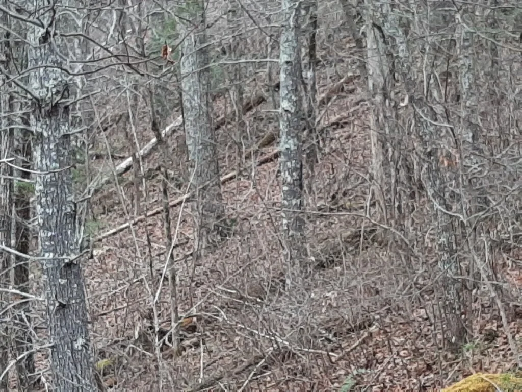 Photo of 834 Tanasi Trail