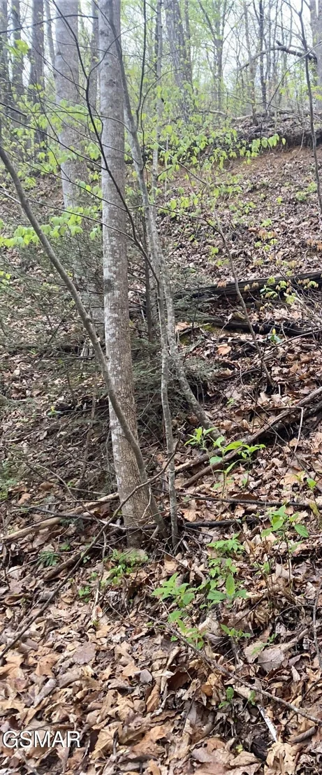 Photo of 2744 Black Walnut Flats Road