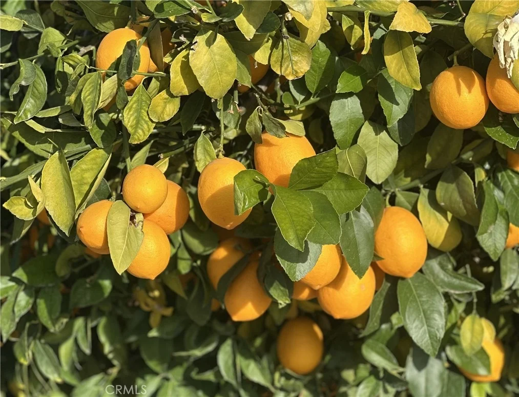Photo of 43840 Citrus View