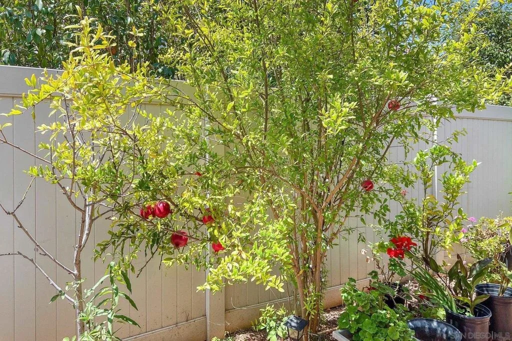 Photo of 1675 Felicita