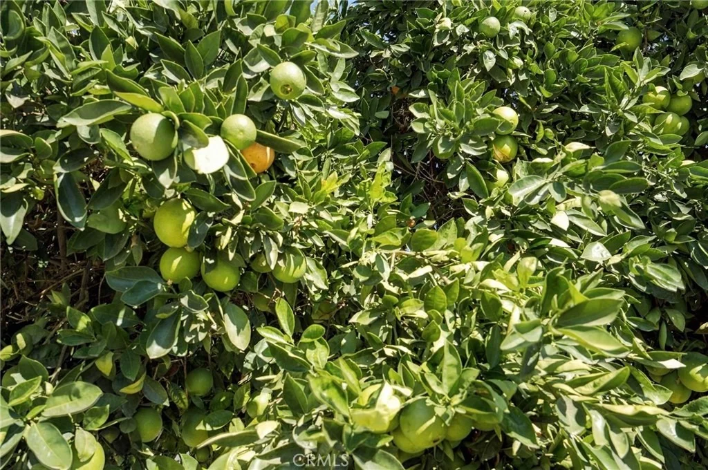 Photo of 33593 Pecan