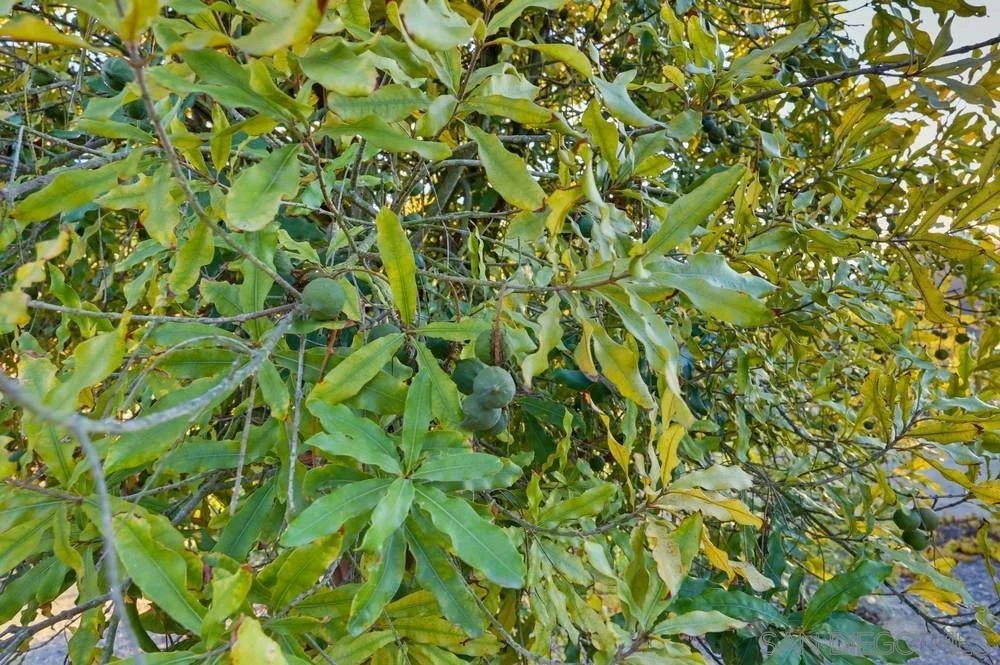 Photo of 14697 Hidden Wood