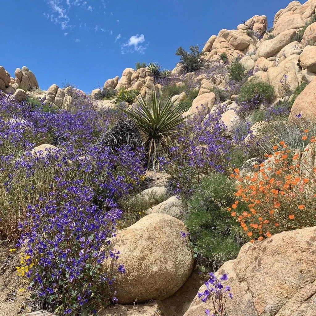Photo of 5850 Cactus Canyon Trail