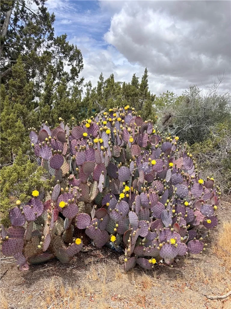 Photo of 7890 Mariposa