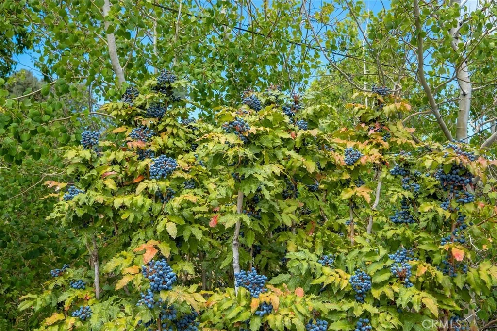Photo of 7685 Wintergreen
