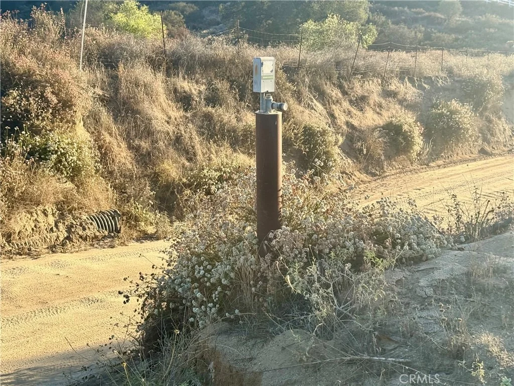 Photo of 0 Gray Squirrel