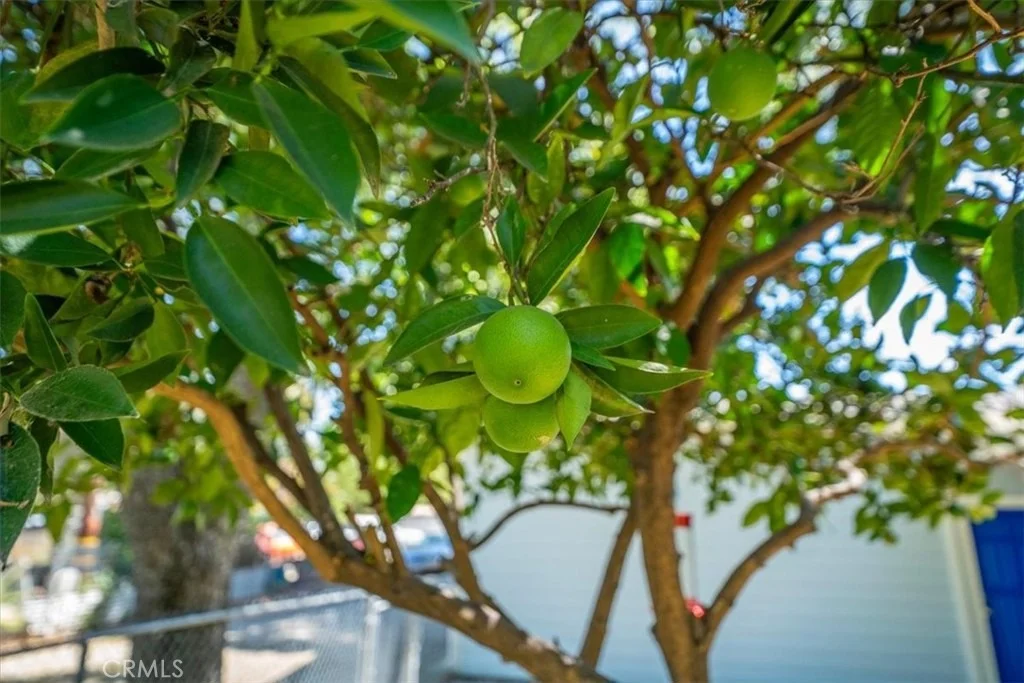 Photo of 1221 Pear