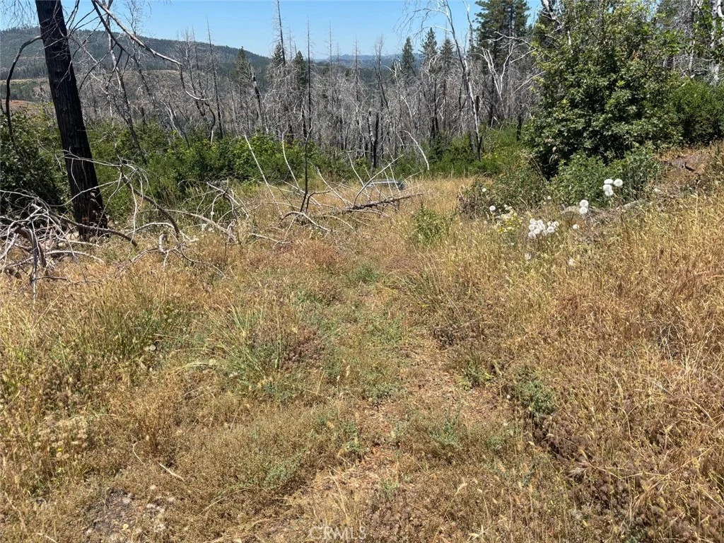 Photo of 201 Pine Tree