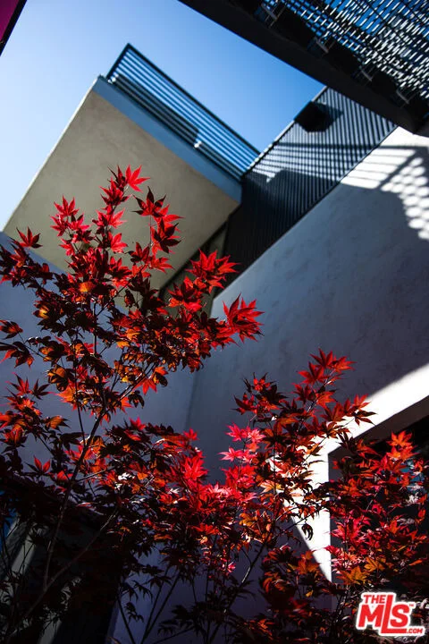 Photo of 813 Palms