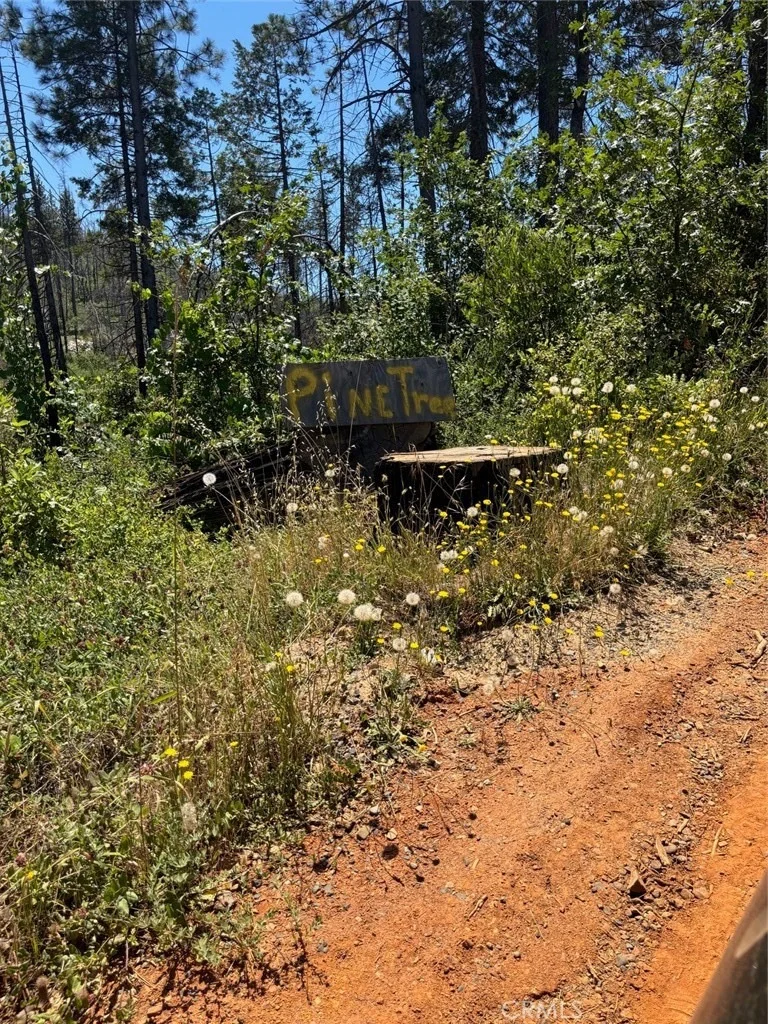 Photo of 31 Rip Van