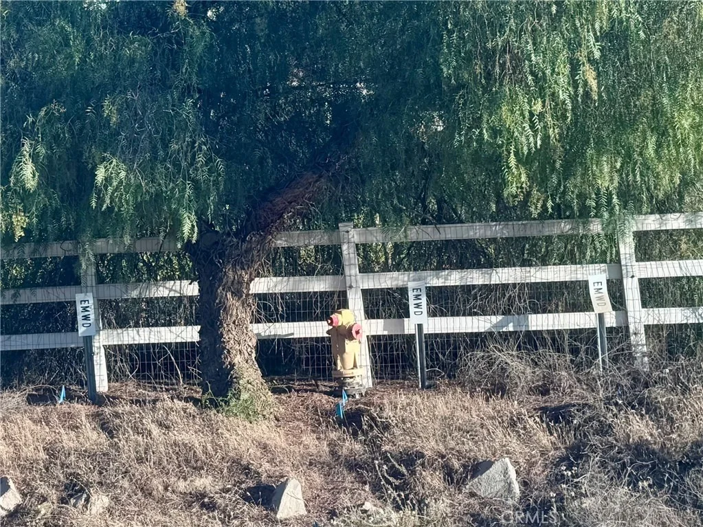 Photo of 0 Gray Squirrel