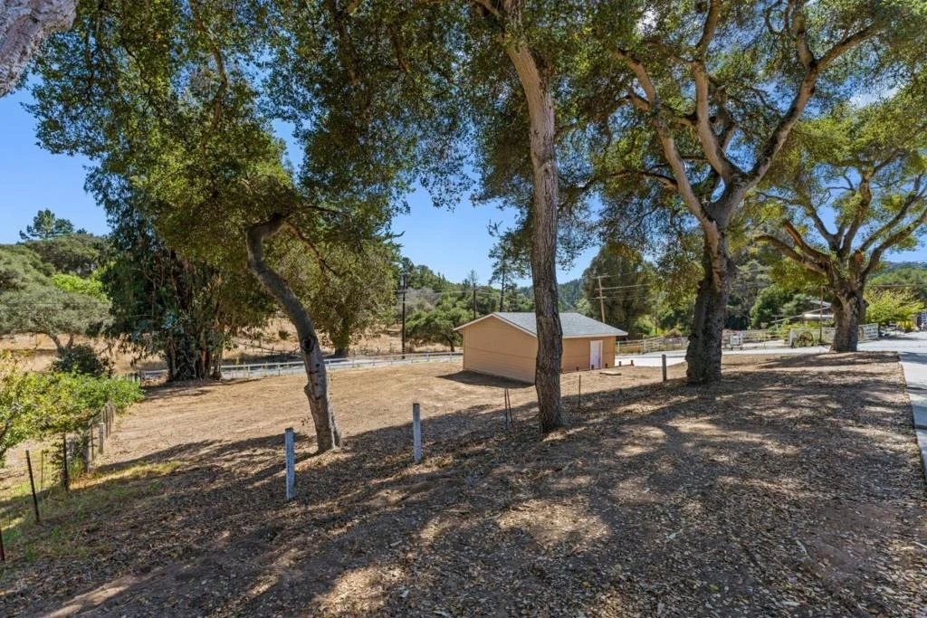 Photo of 76857695 Pine Tree