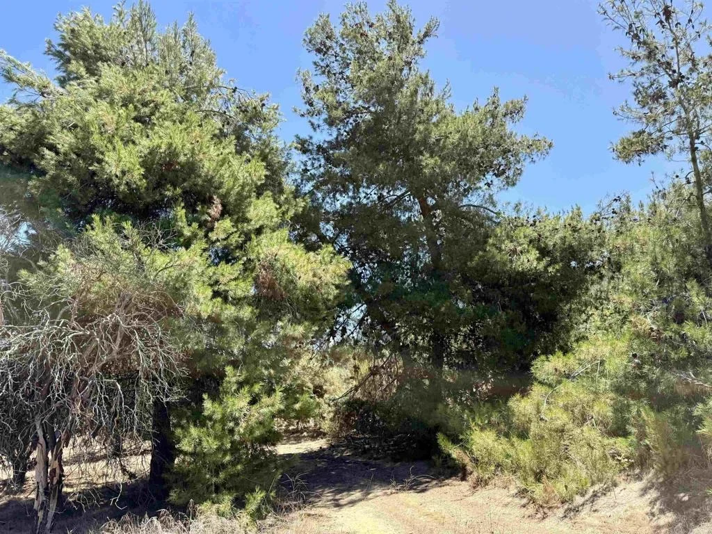 Photo of 9927 Modrigan Lane