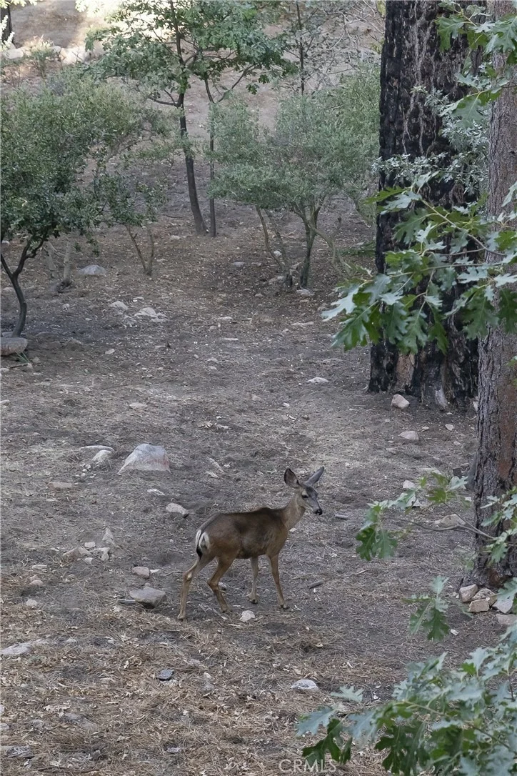 Photo of 29535 Torrey Road