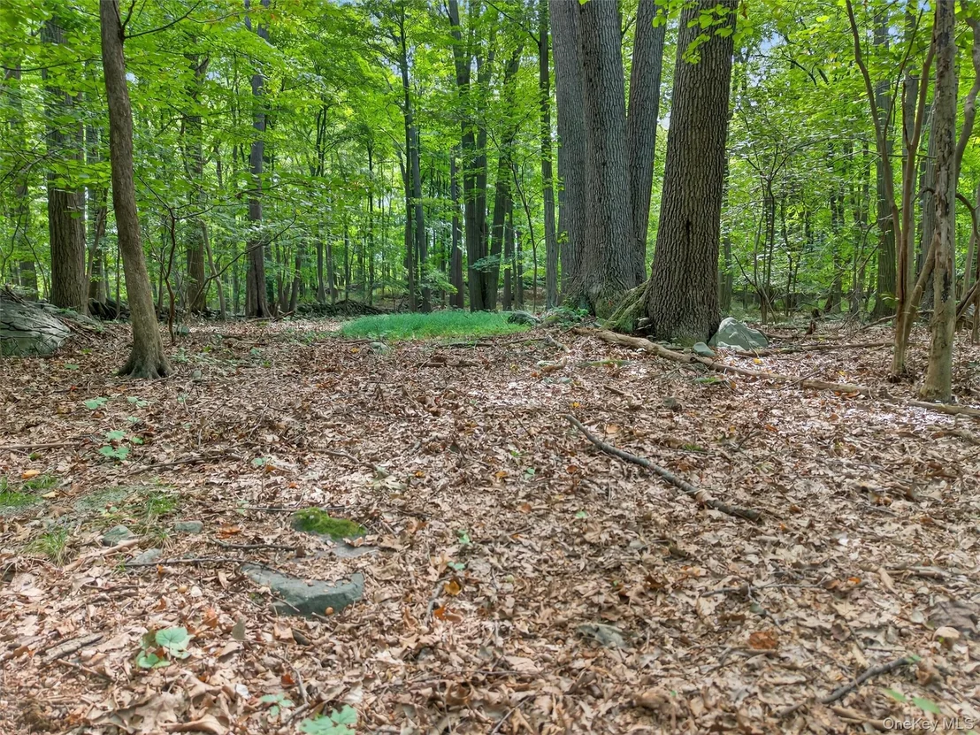 Photo of 20 Sugar Maples