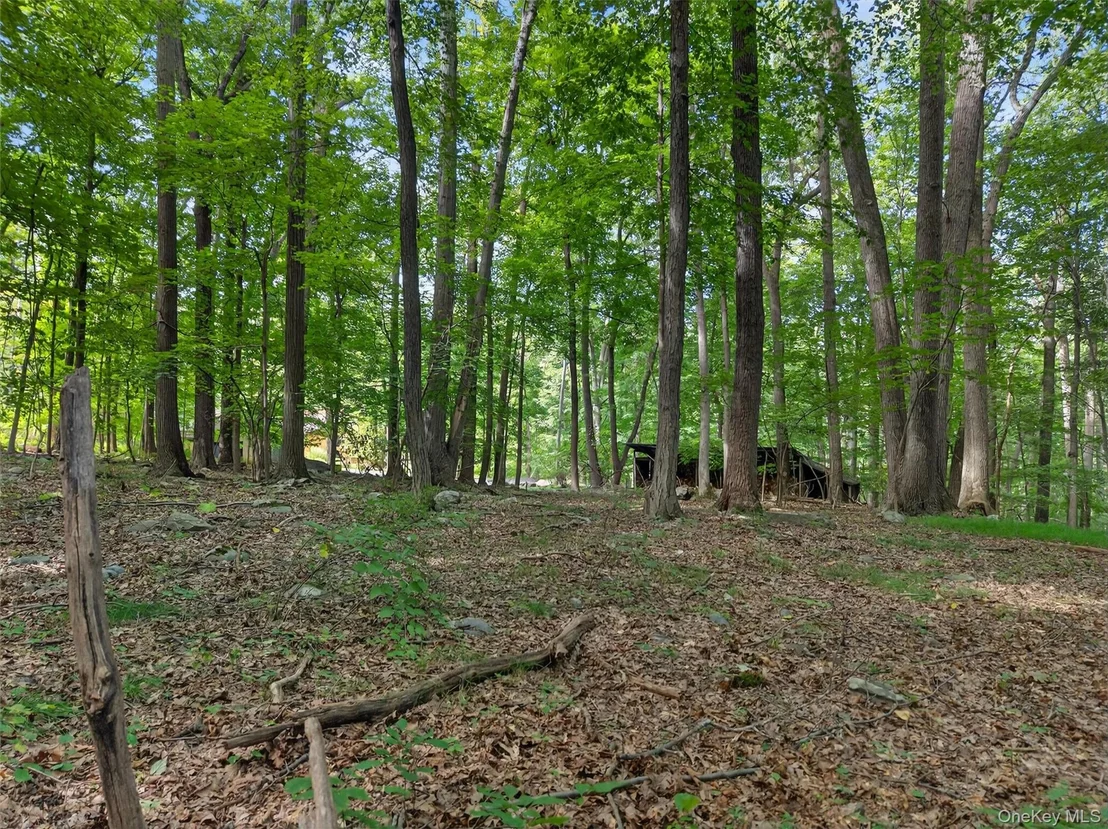 Photo of 20 Sugar Maples